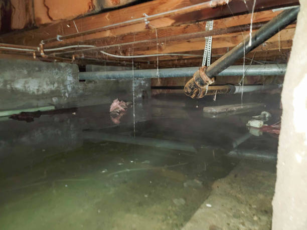 Best Water damage contractors near me  in Upper Sandusky, OH