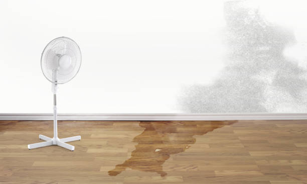 Best Water damage mitigation services  in Upper Sandusky, OH